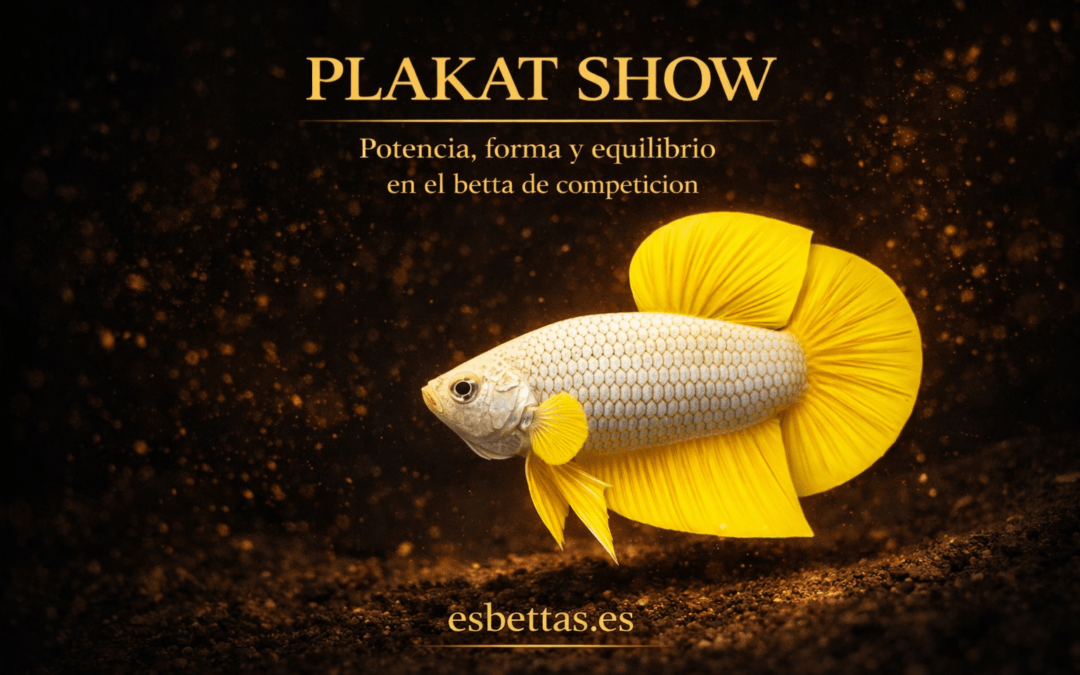 Plakat Show