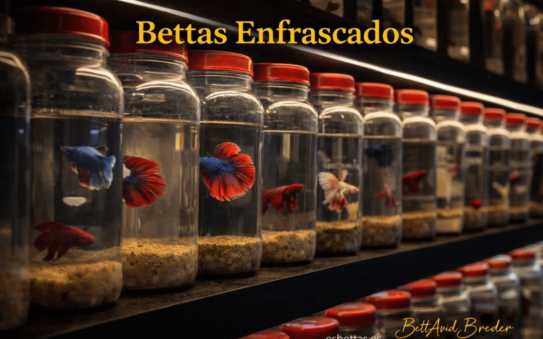 Bettas enfrascados