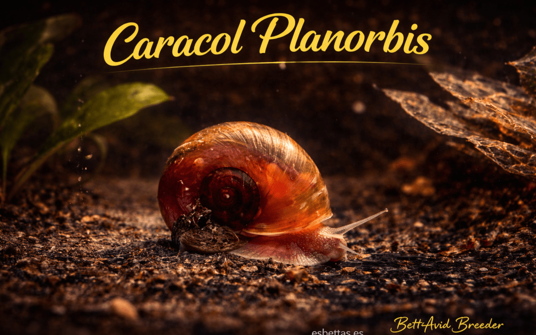 Caracol Planorbis