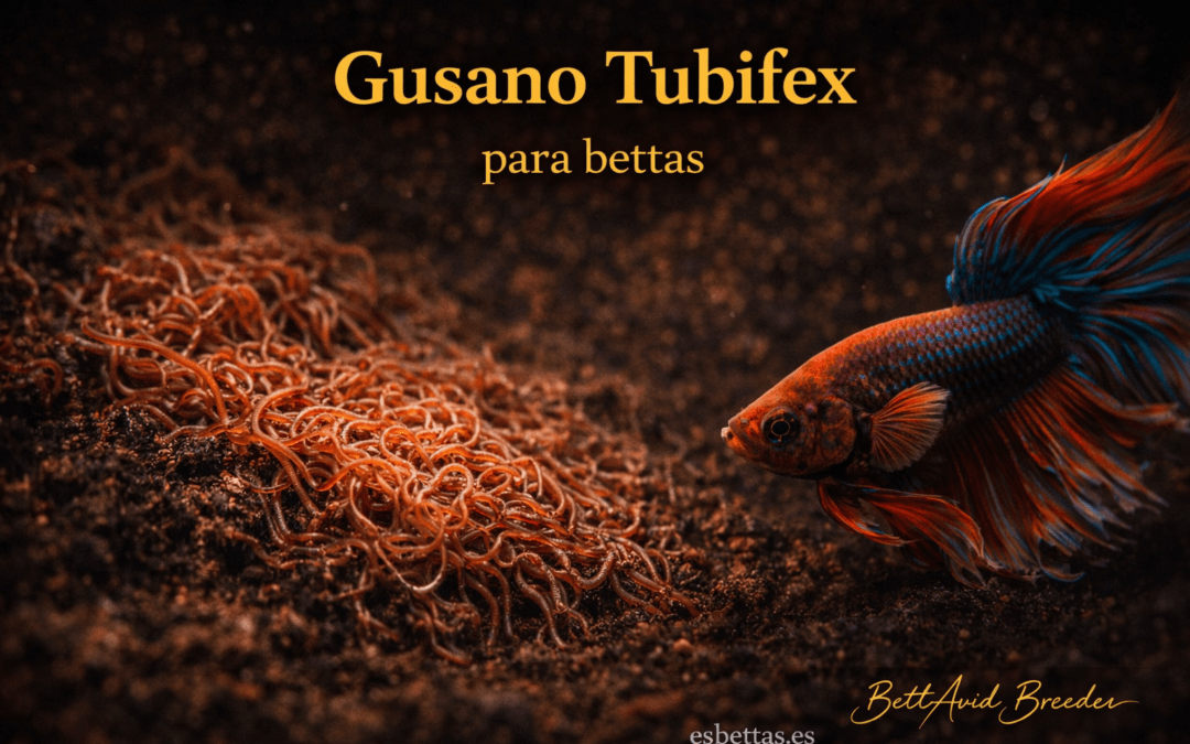 Gusano Tubifex