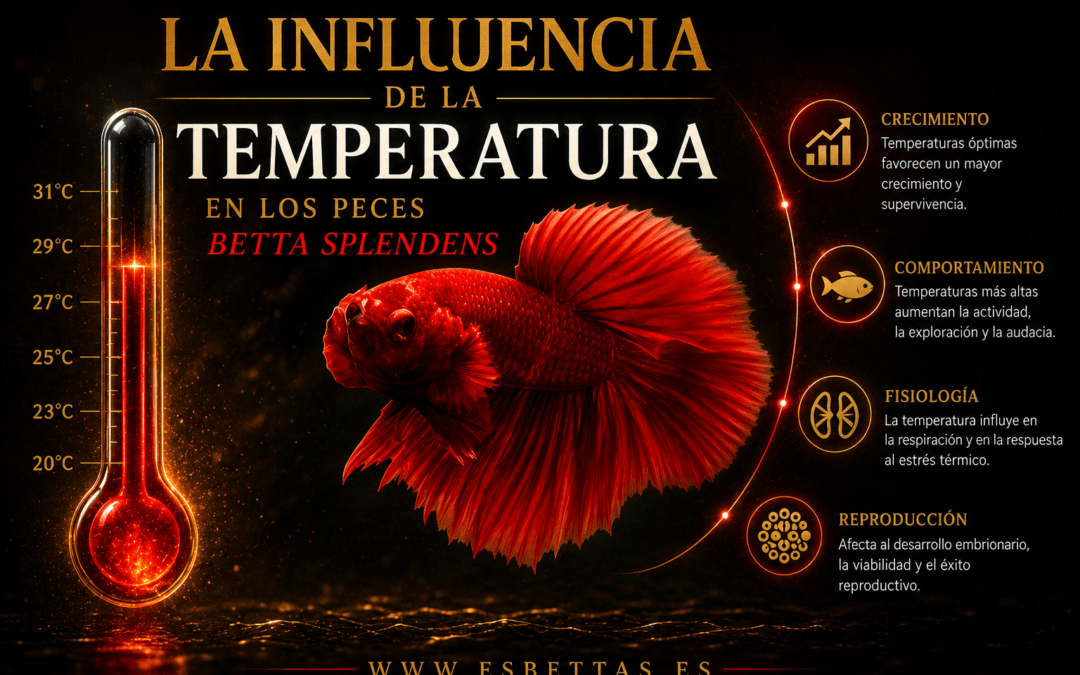 Temperatura en Bettas